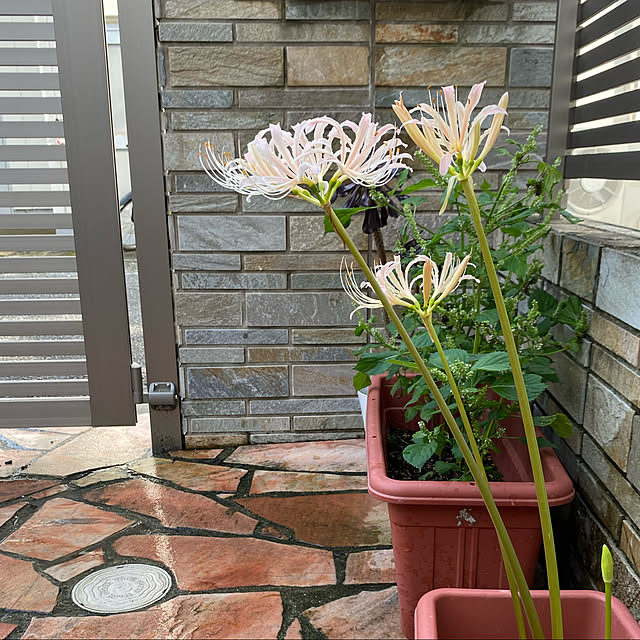 yukoさんの実例写真