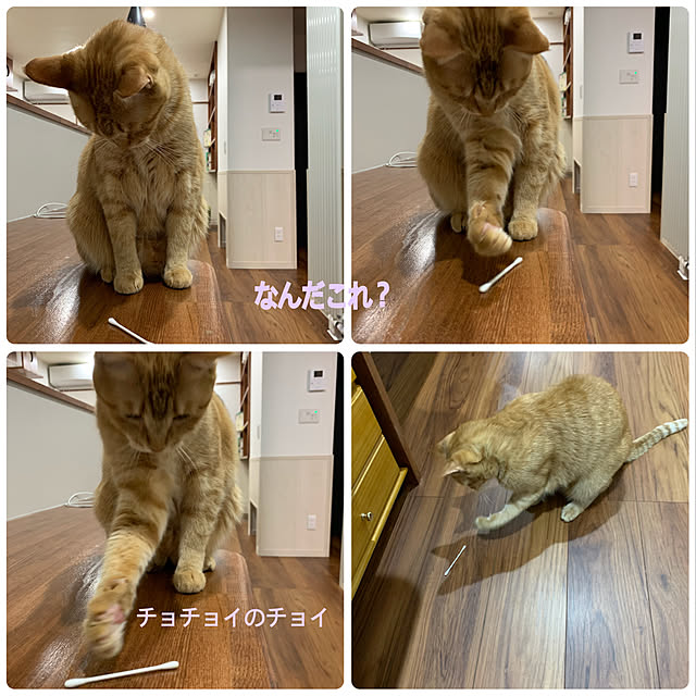 mikeume7さんの実例写真