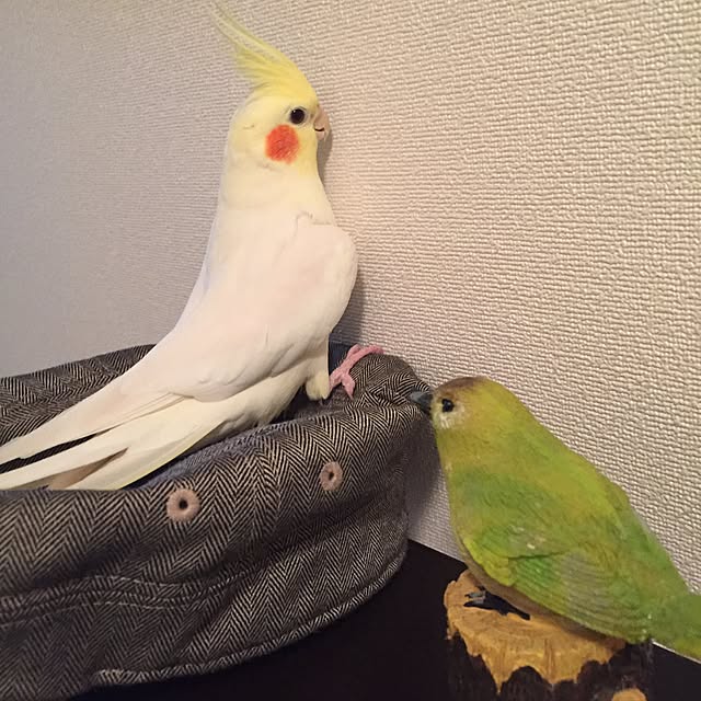 toratanさんの実例写真