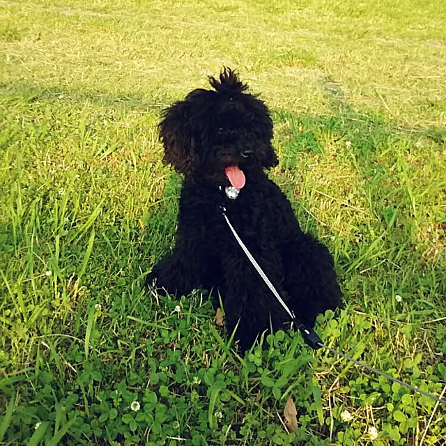 junhimeさんの実例写真