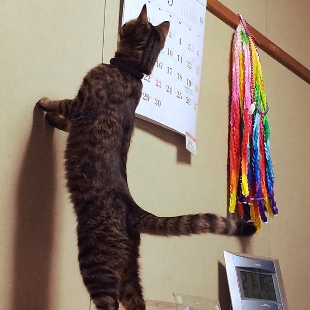 whitomiwさんの実例写真