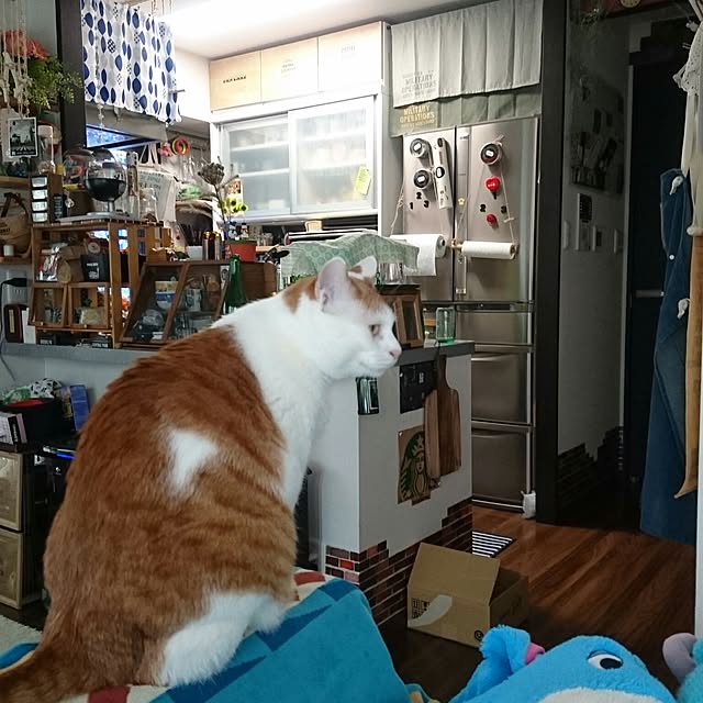 porinさんの実例写真