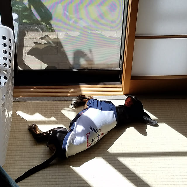 窓際/いぬと暮らす/和室/ひなたぼっこ/部屋全体のインテリア実例 - 2019-01-28 21:35:37