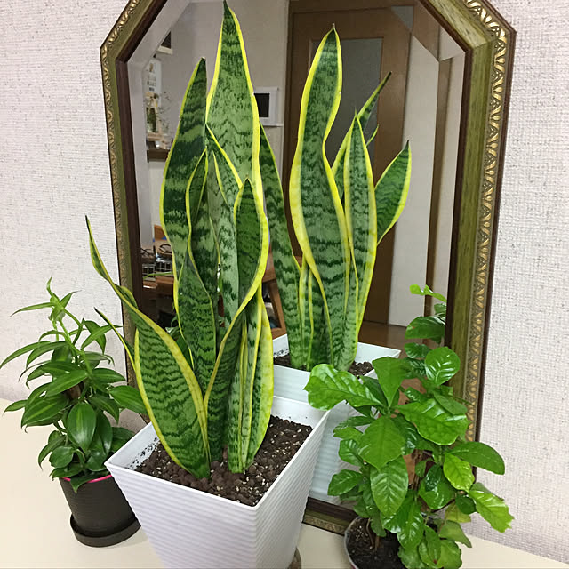 Kumikoさんの実例写真