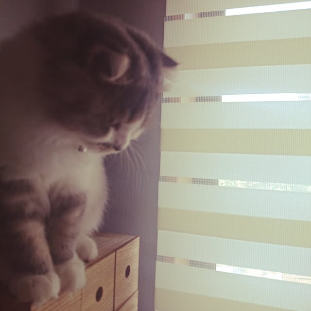montboo5さんの実例写真