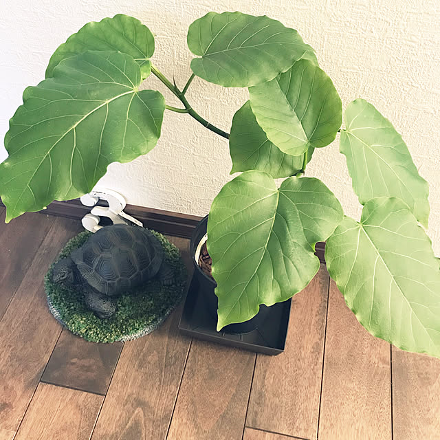 pinkheartさんの実例写真