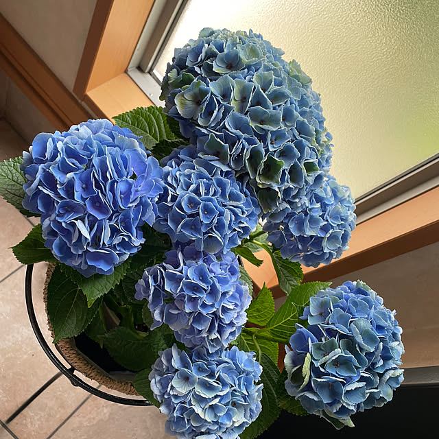 kuikoさんの部屋