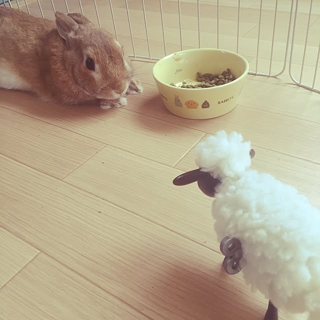 chipさんの実例写真