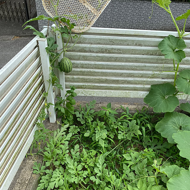 harukototoさんの部屋