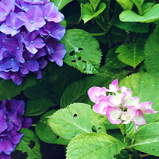 バス/トイレ/令和2年6月14日/紫陽花/マイペースな花たち/末っ子紫陽花...などのインテリア実例 - 2020-06-14 12:07:20
