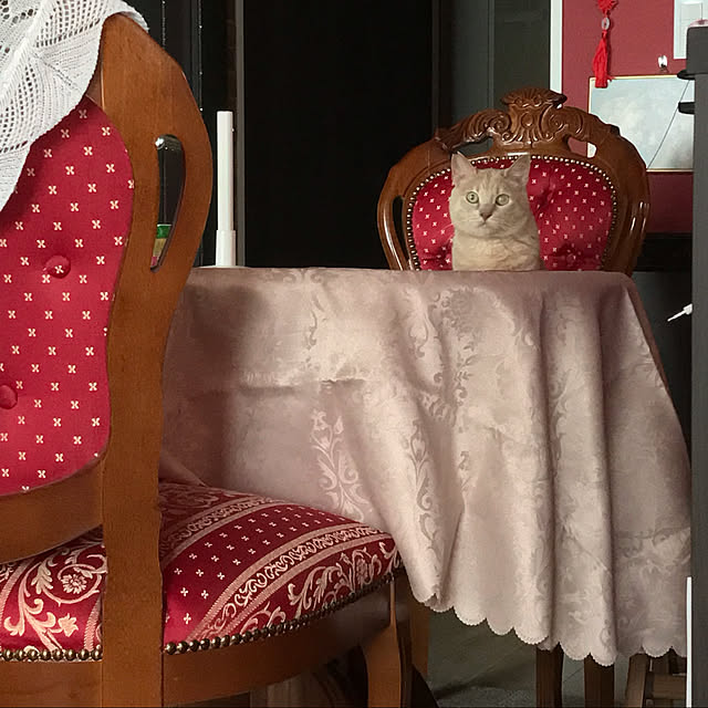元野良猫/元保護猫/猫と暮らす家/DIY女子/イタリア製家具...などのインテリア実例 - 2022-10-01 07:43:03