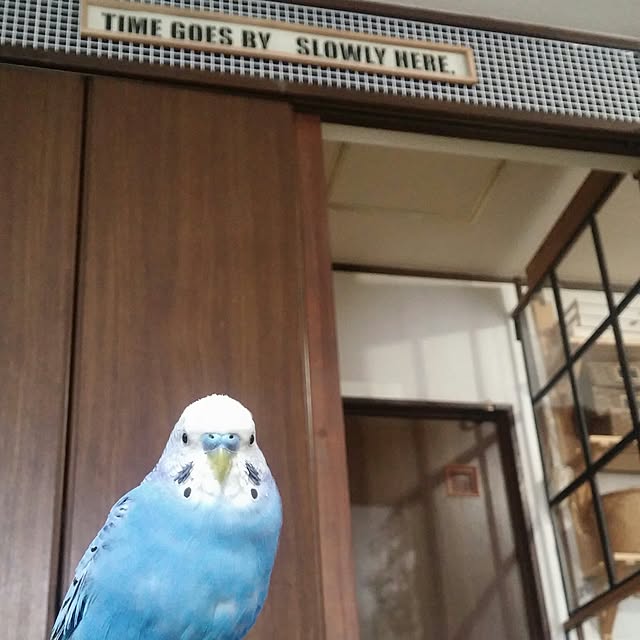opiopiopiさんの実例写真