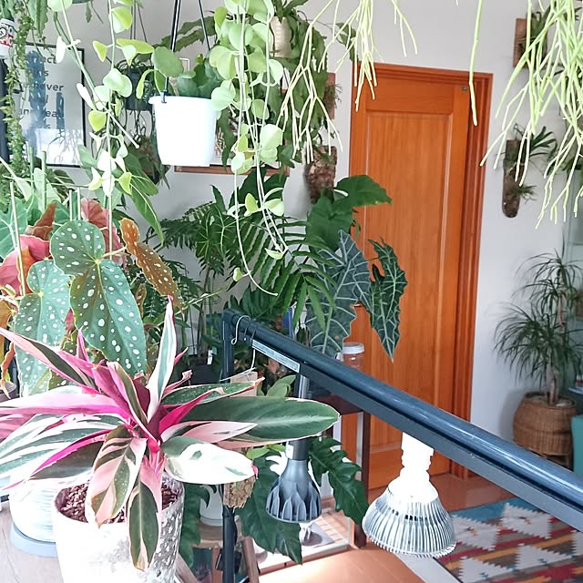 観葉植物のある暮らし/植物のある暮らし/植中毒/カラテア/ベゴニア...などのインテリア実例 - 2023-07-15 18:02:15