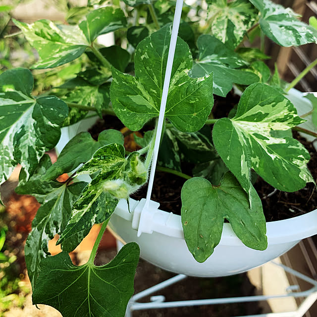 Izumiさんの実例写真