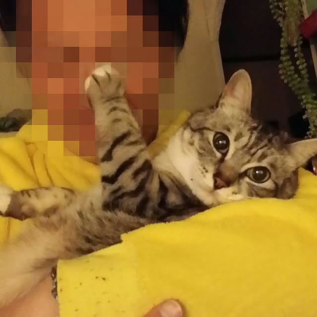 annさんの実例写真