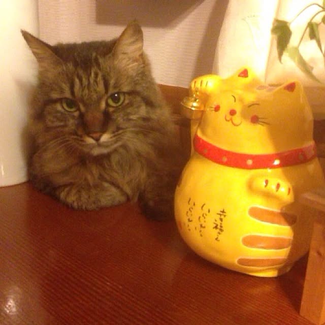 reipyさんの実例写真