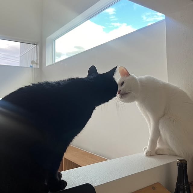 Blackcatさんの実例写真