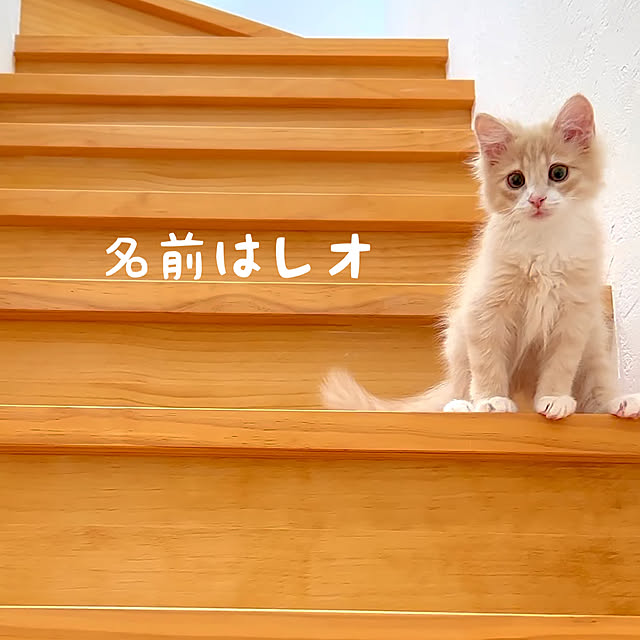 chibinoriさんの実例写真