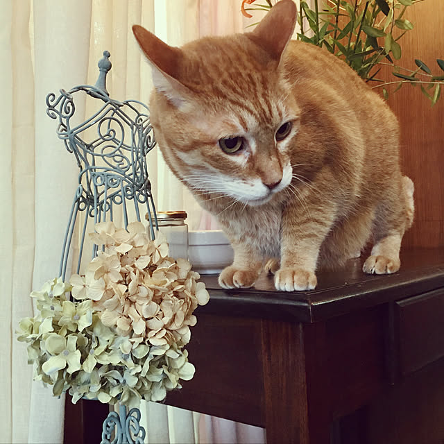 paresseuxさんの実例写真