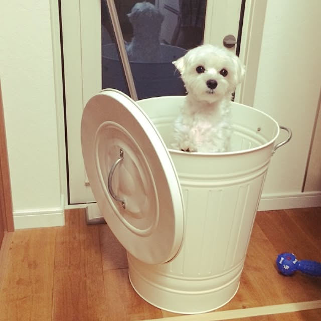 puchitomokoさんの実例写真