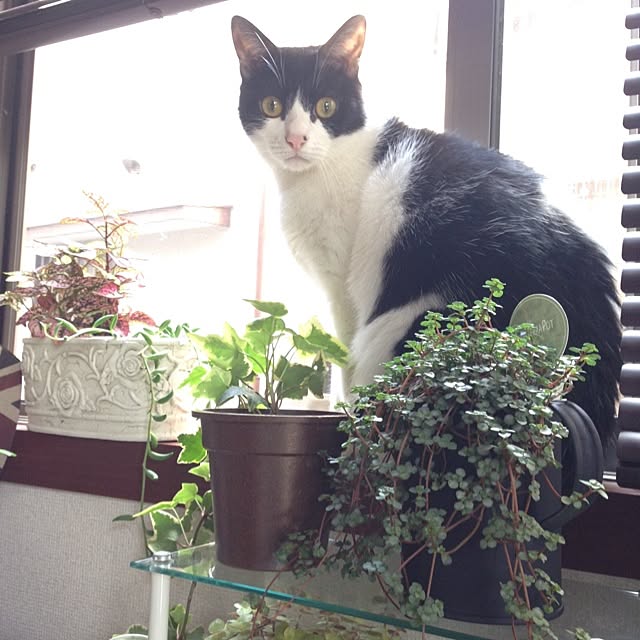 framさんの実例写真