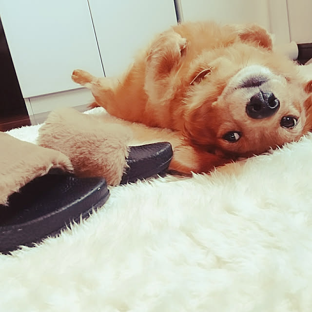 cocosorasakuさんの実例写真