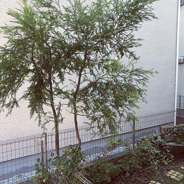 raraさんの実例写真