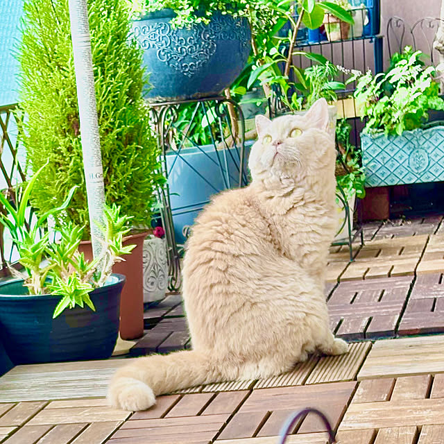 naokoさんの実例写真