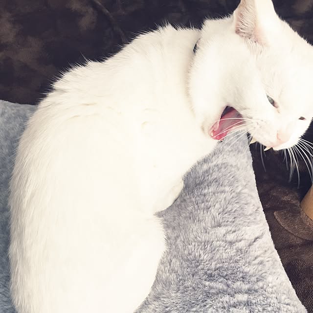 siroさんの実例写真