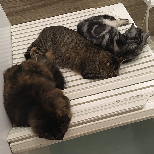 mikomaruさんの実例写真