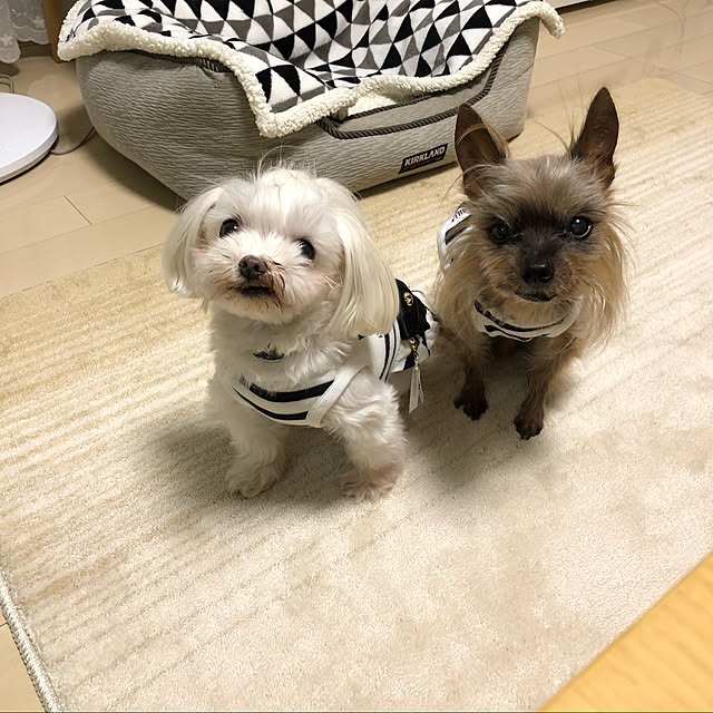loliontoaliceveさんの実例写真