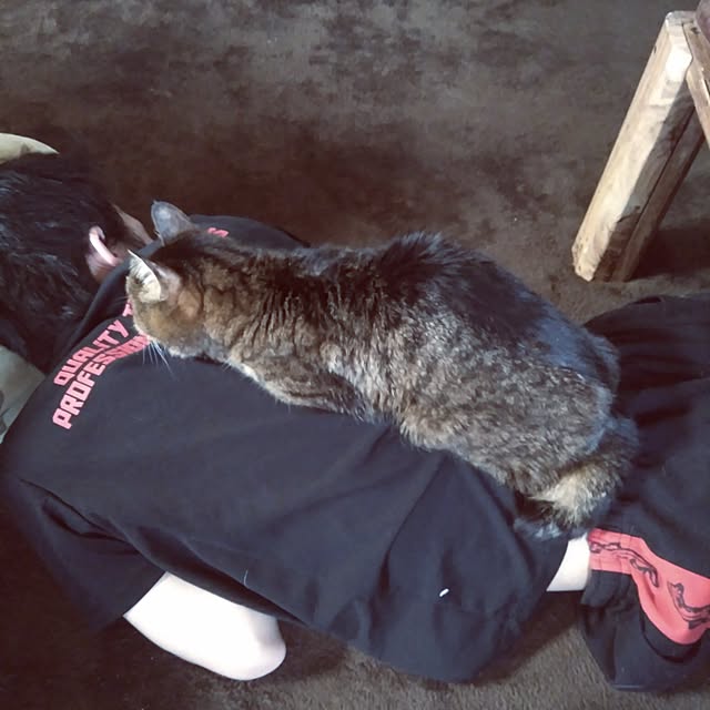 posauruさんの実例写真