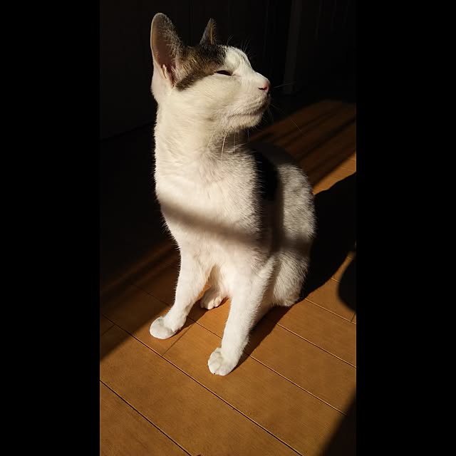 sakuraさんの実例写真