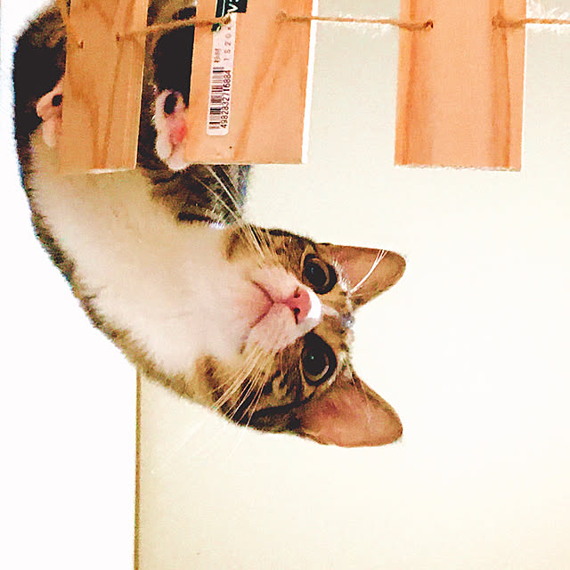 nobikoさんの実例写真