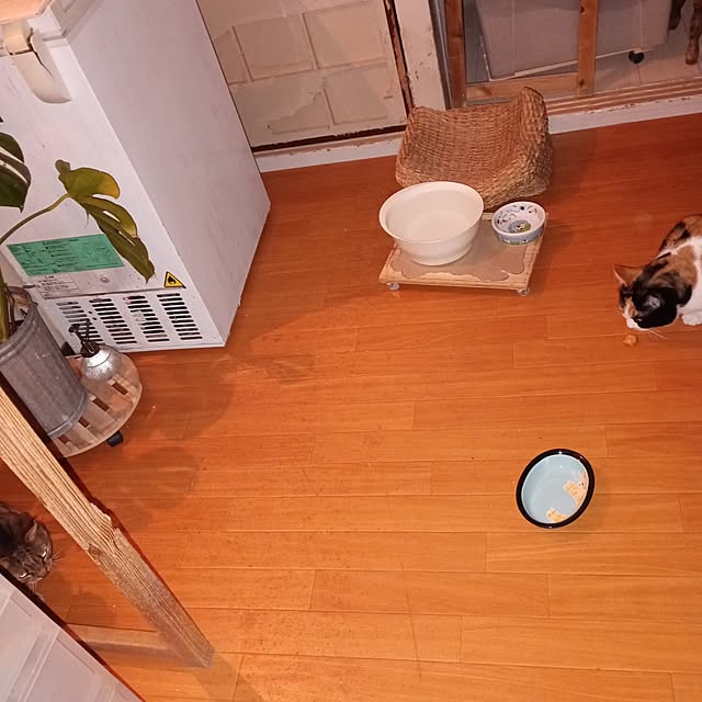 catloveさんの部屋