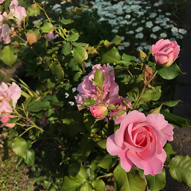 mikiさんの実例写真