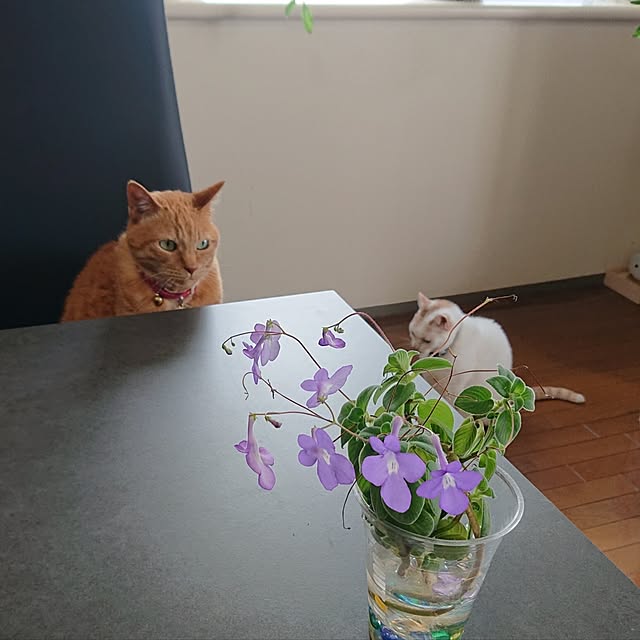NOAHさんの実例写真