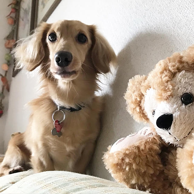 ronronさんの実例写真