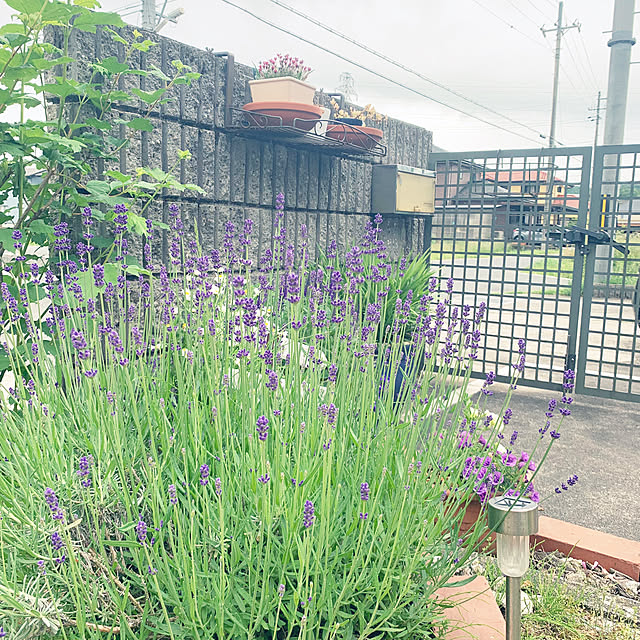 cyaroさんの部屋