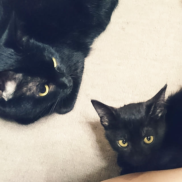 shiiiさんの実例写真