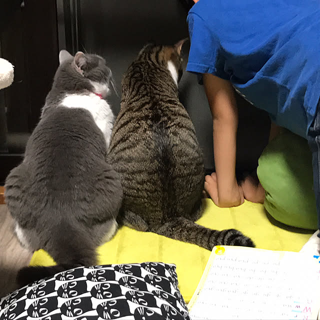 noikoさんの実例写真