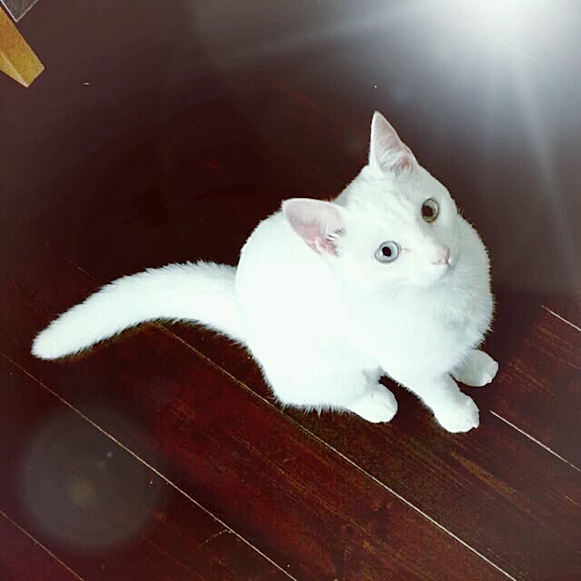 Tuuliさんの実例写真