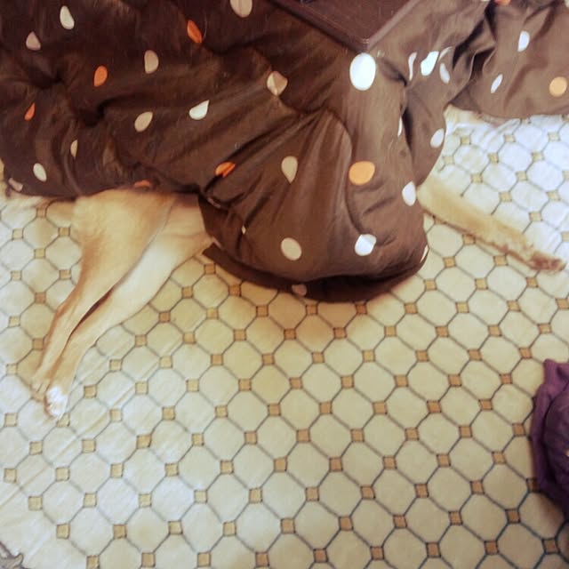 puku.さんの実例写真