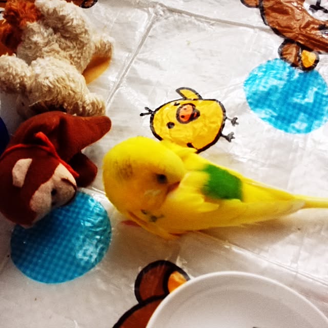 pipiさんの実例写真