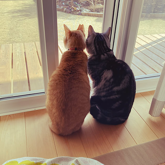 mkmkmoominさんの実例写真
