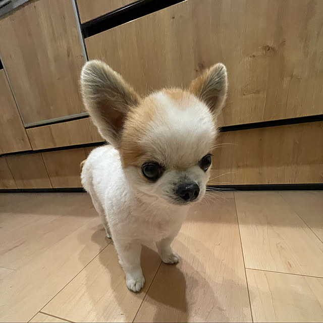 shinjiさんの実例写真