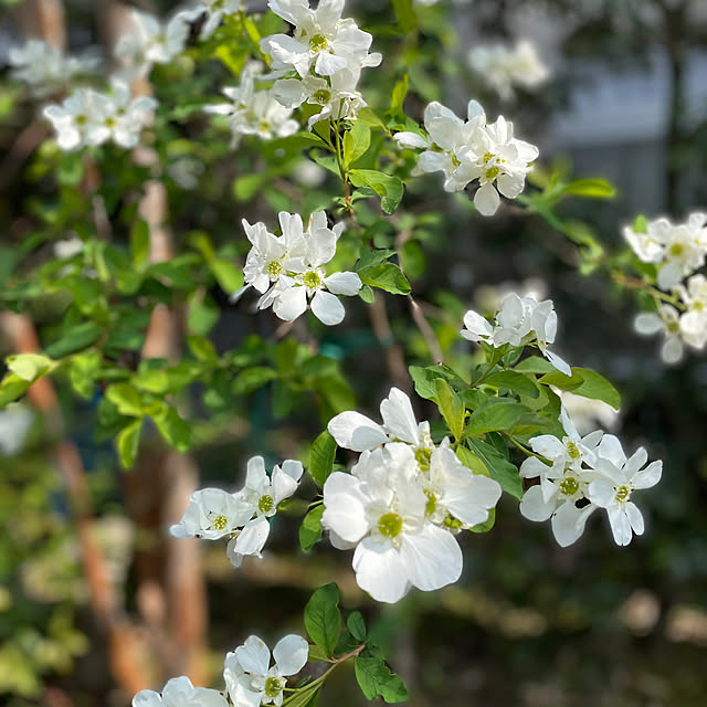 meruさんの実例写真