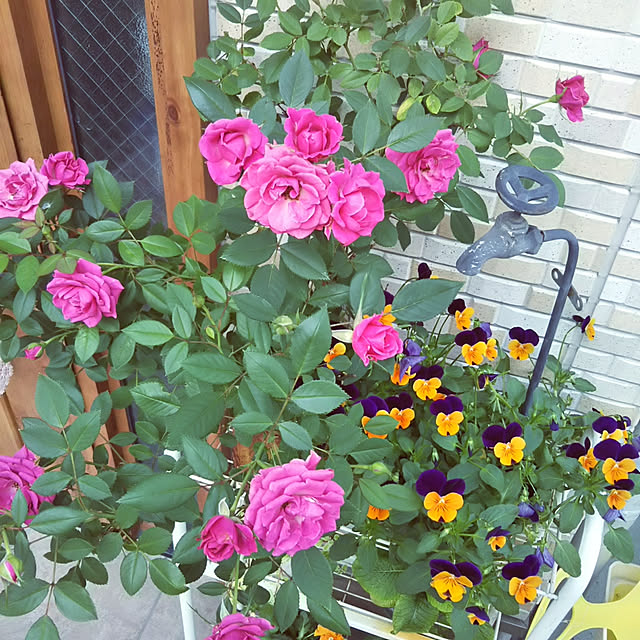 Marikoさんの実例写真