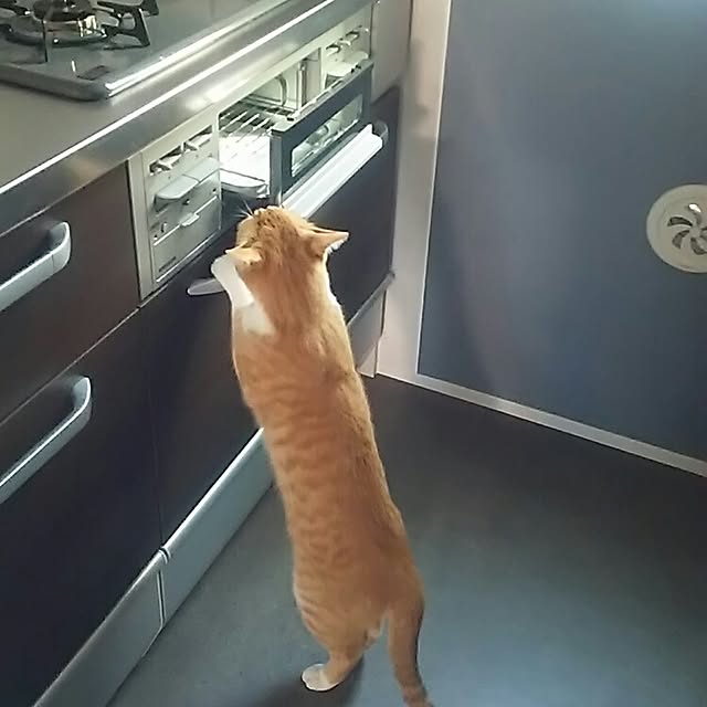 ramoraさんの実例写真