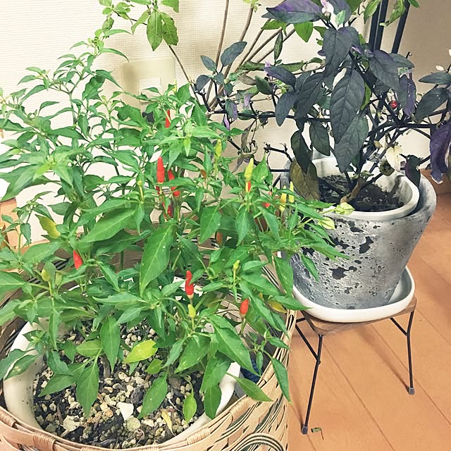 juboccoさんの実例写真